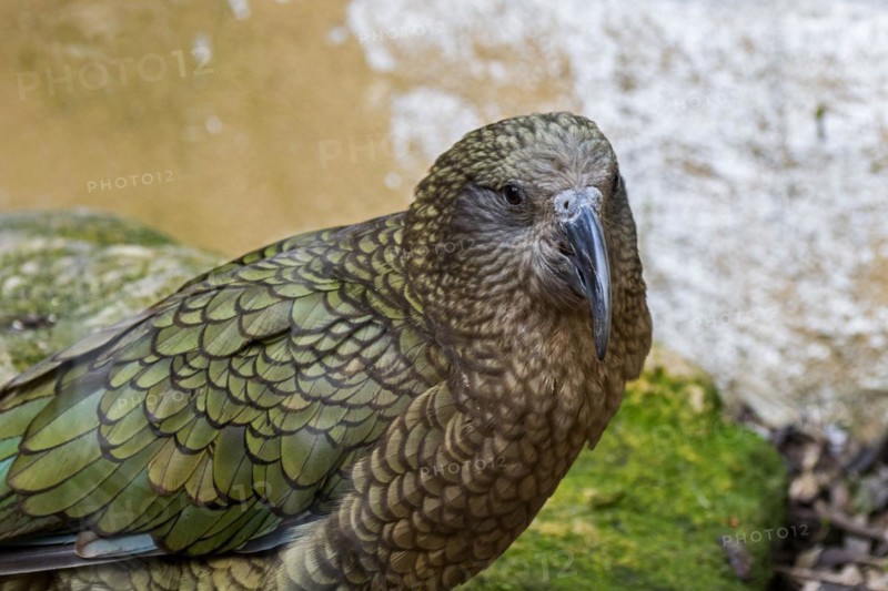 Close-up portrait of kea