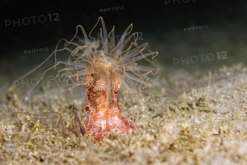 Tuberculous night anemone