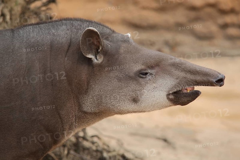 Lowland tapir