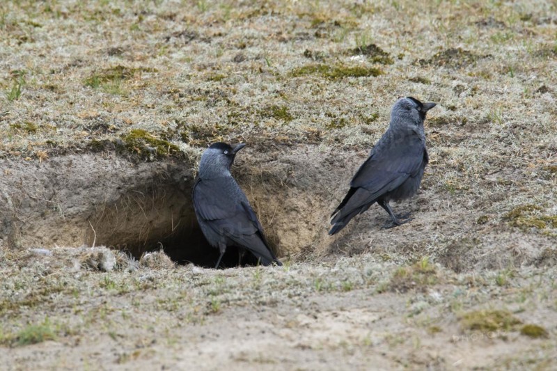 Western jackdaws