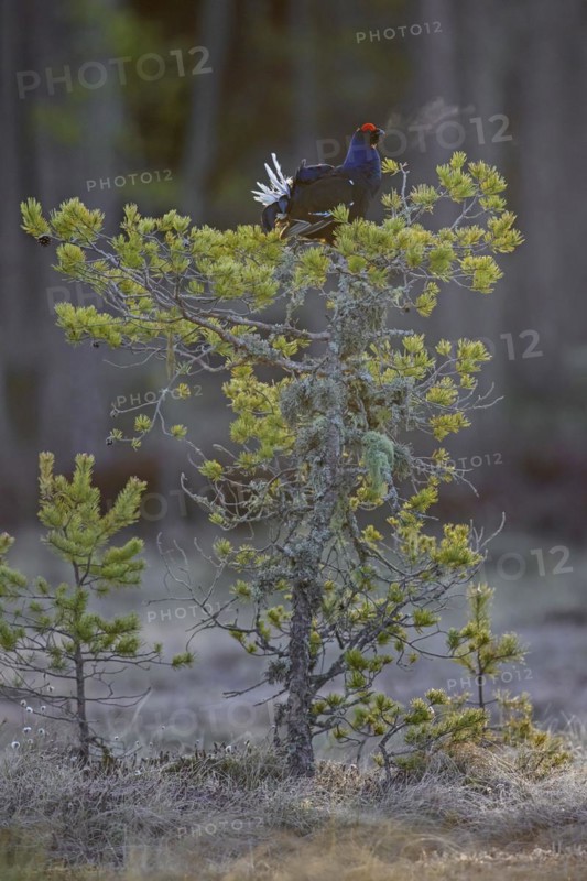 Black grouse