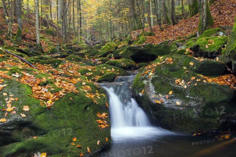 Stream Sagwasser in autumn woodland