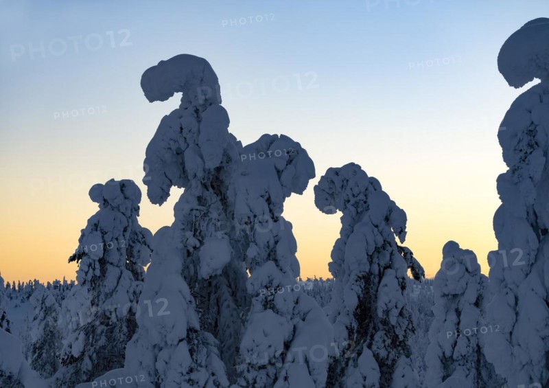 Dawn and snow-covered trees in Pyhae-Luosto National Park