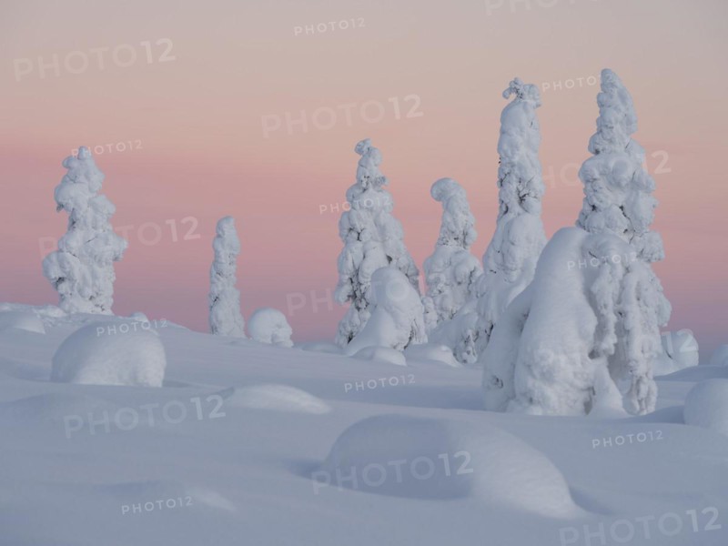 Dawn and snow-covered trees in Pyhae-Luosto National Park