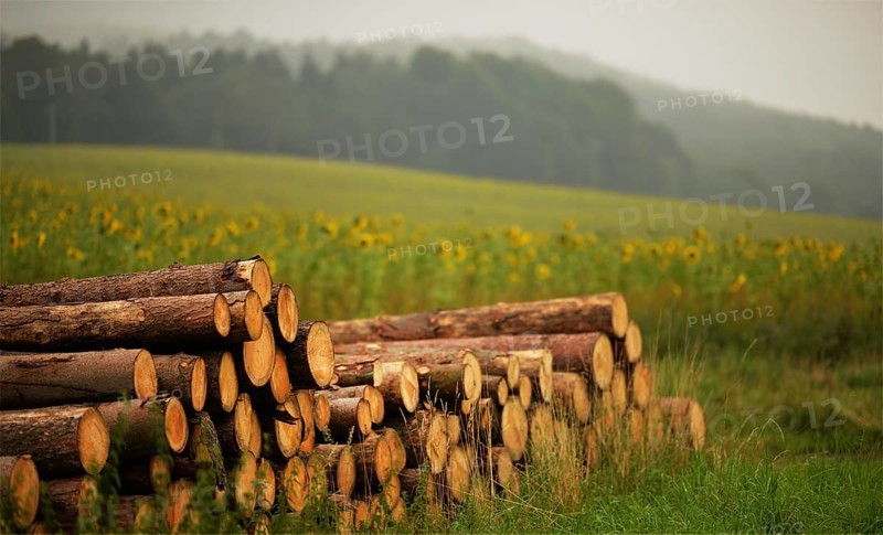 Sunflower field and wood pile