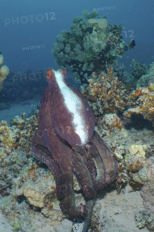 Great Blue Octopus