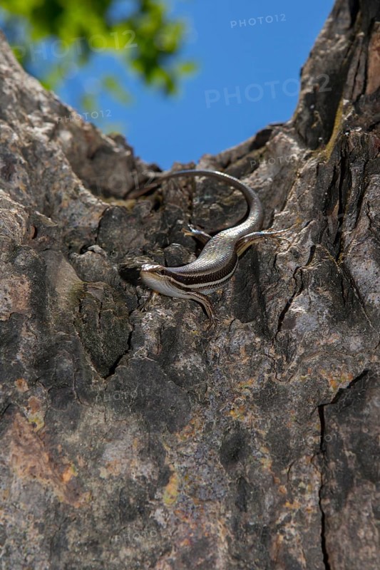Skink