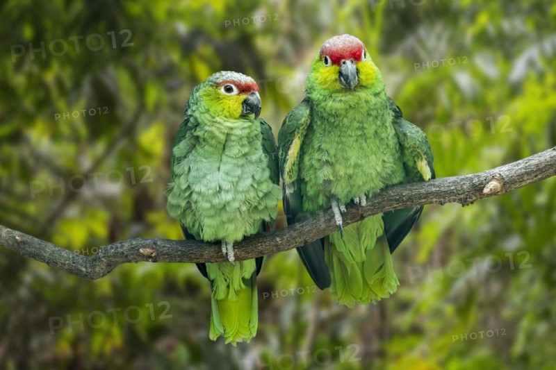 Ecuadorian red-lored amazon