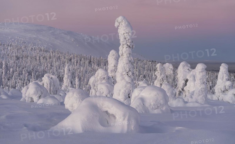 Dawn and snow-covered trees in Pyhae-Luosto National Park