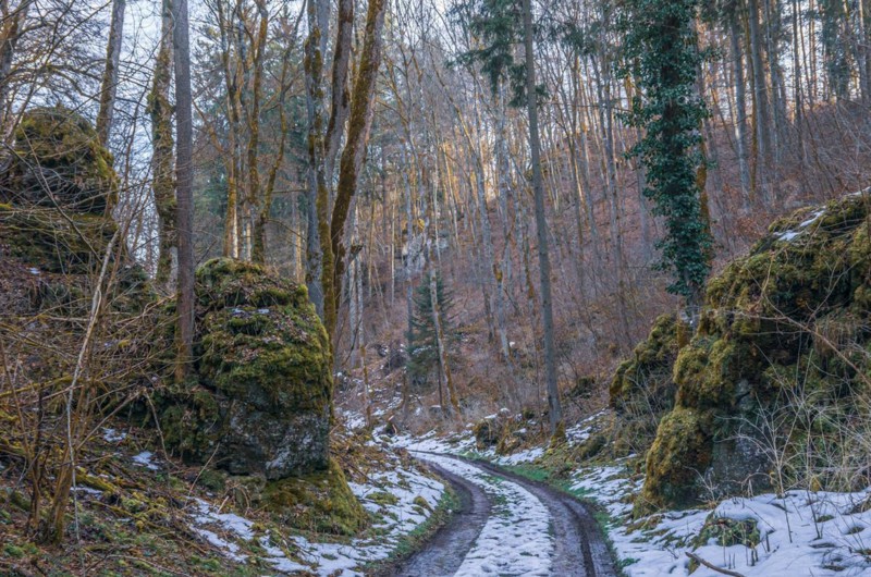 Forest path with snow remains in spring