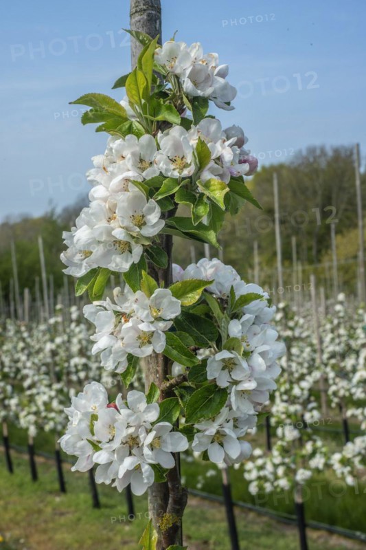 Flowering apple tree type Discovery in orchard in Kivik