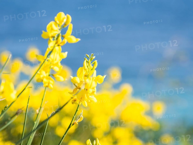 Broom
