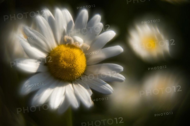 Goldenrod crab spider