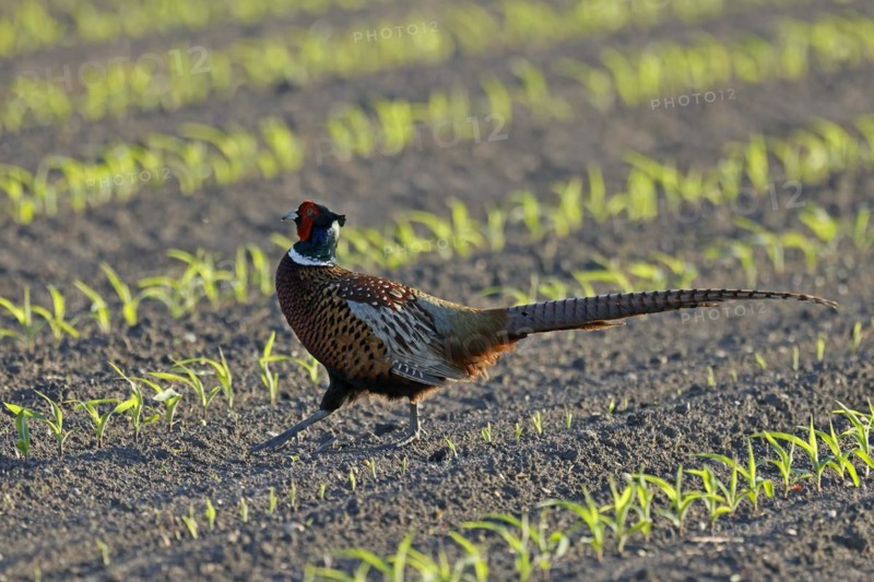 Pheasant