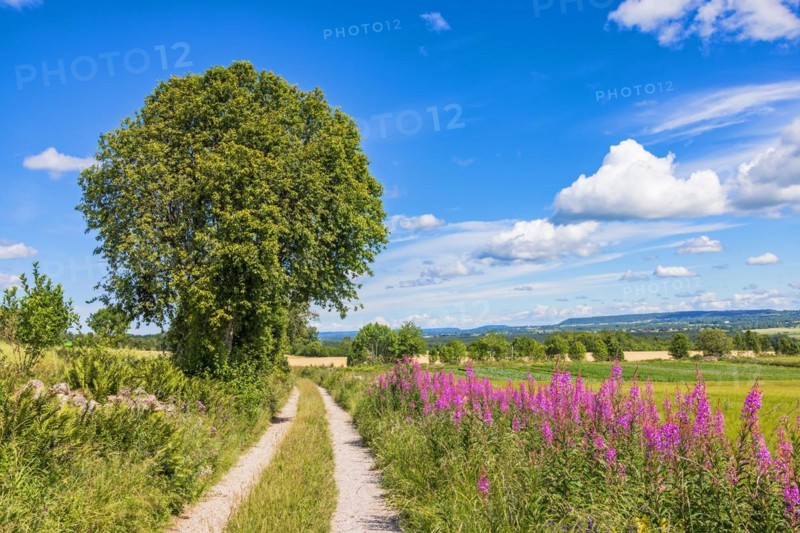 Dirt road in the countryside with blooming Fireweed