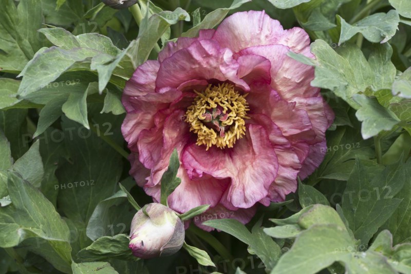 (Paeonia suffruticosa) Ruffled Sunset, Emsland, Lower Saxony, Germany, Europe