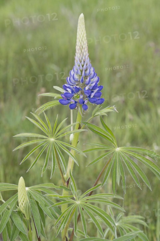 Lupine