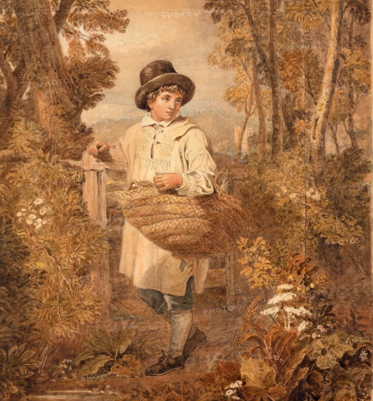 Boy Gathering Firewood in the Forest