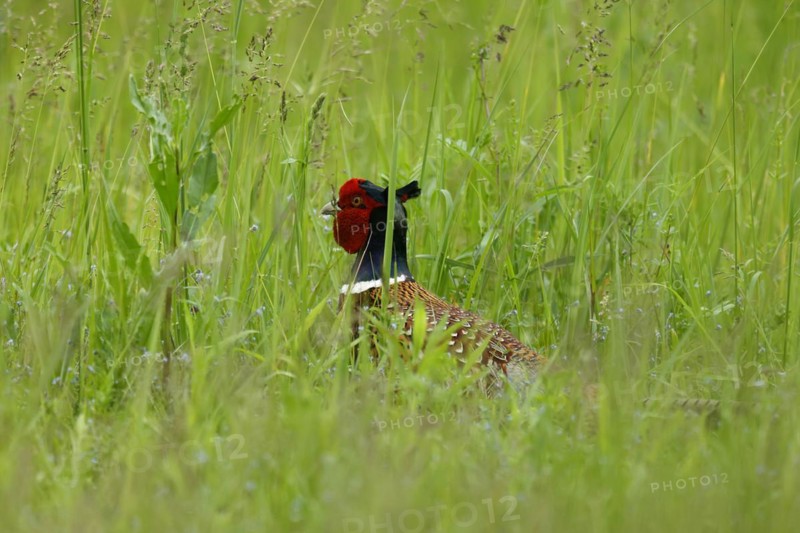 Pheasant