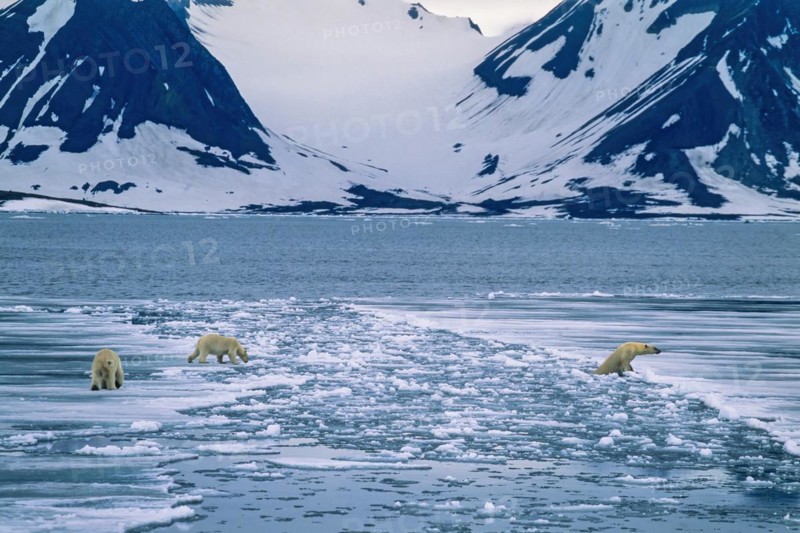Polar bears on the way to crossing an ice chute in an arctic coastal landscape on Spitsbergen