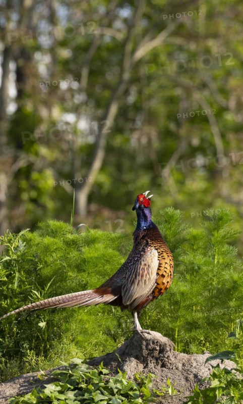 Pheasant