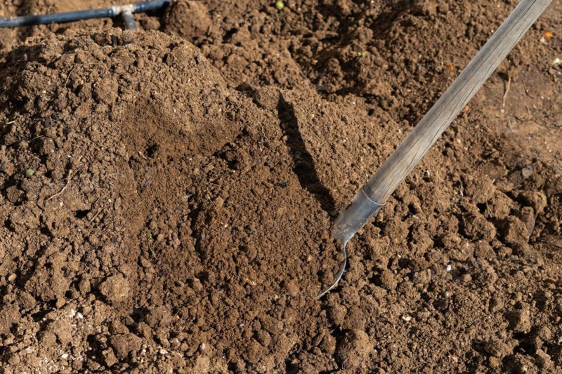 Shovel driven into the soil of an orchard with irrigation system in the background