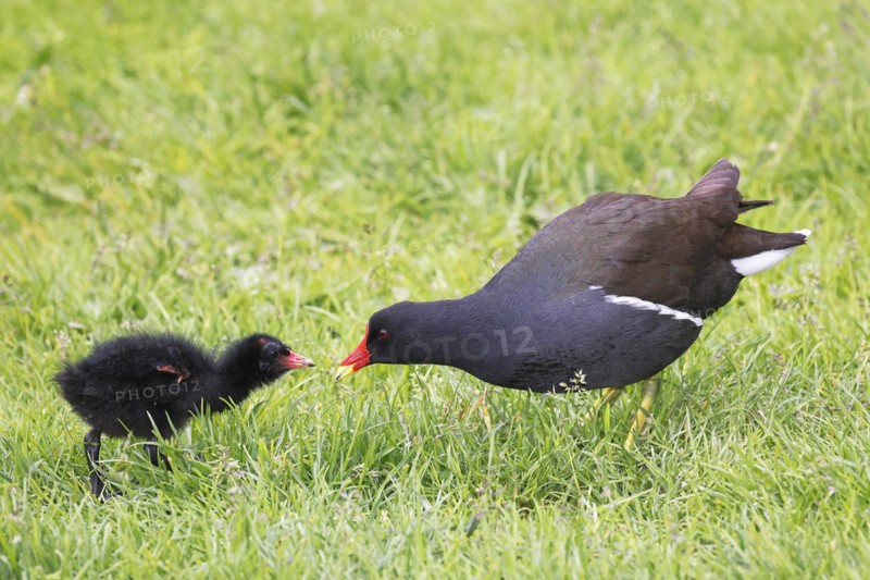Common moorhen