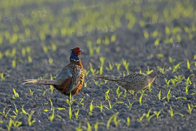 Pheasant