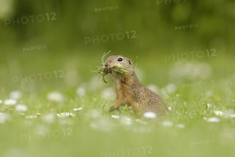 Gopher