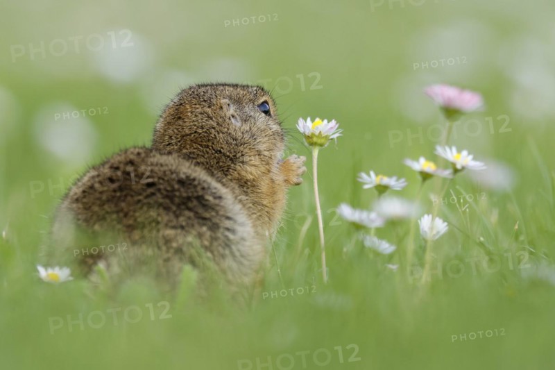 Gopher