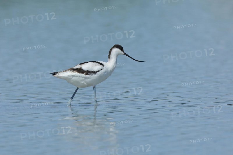 Black-capped avocet