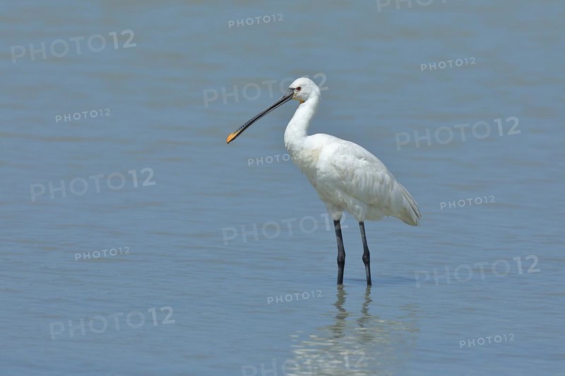 Spoonbill