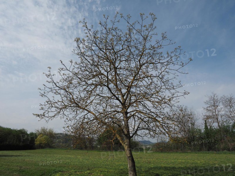 Nut tree in a meadow over blue sky