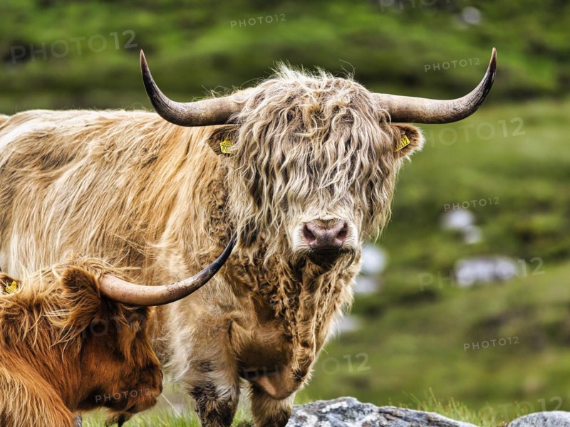 Scottish Highland Cattle