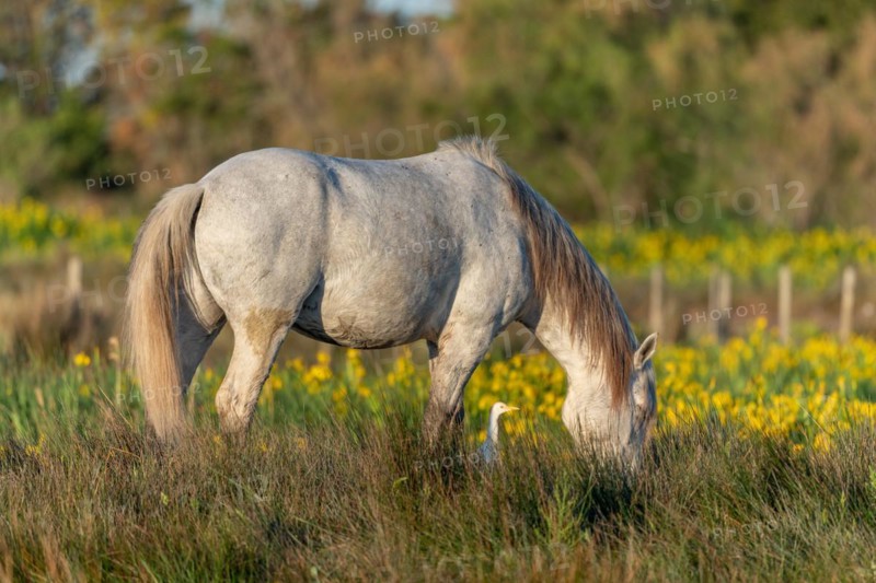 Camargue horse and cattle