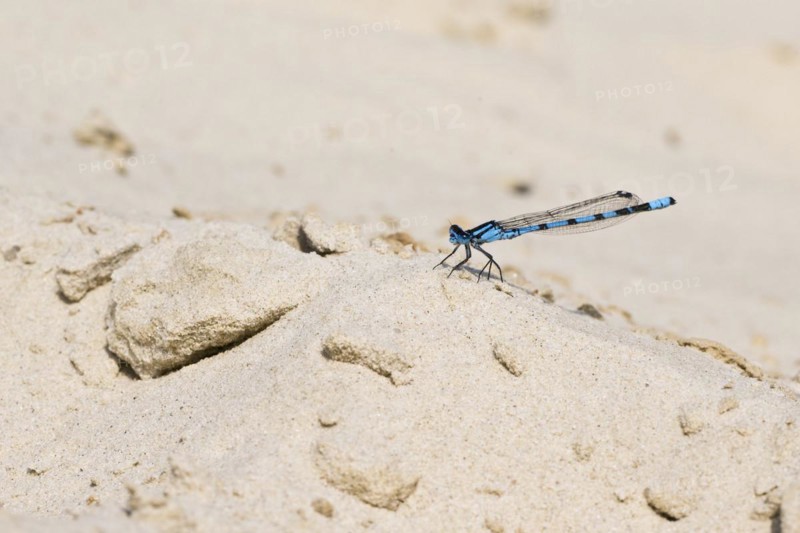 Common blue damselfly