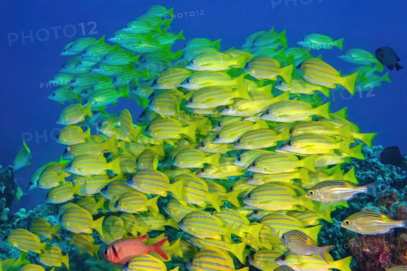 Shoal of bluestripe snapper