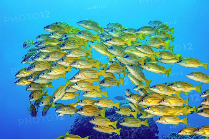 Shoal of bluestripe snapper
