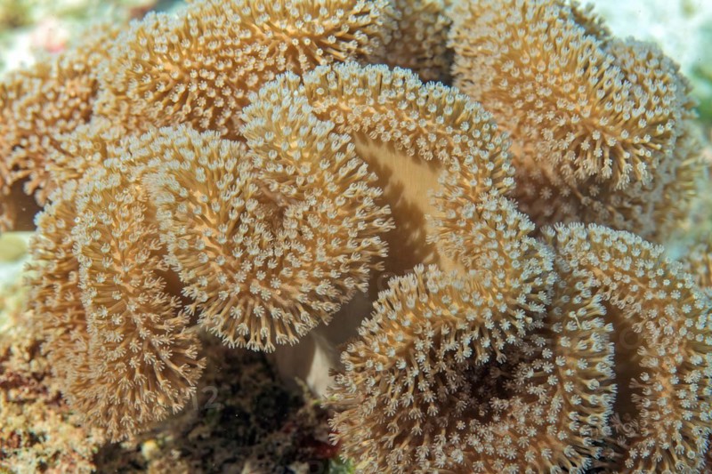 Mushroom leather coral