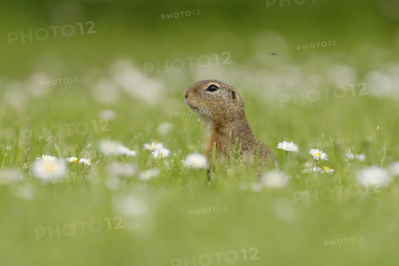 Gopher
