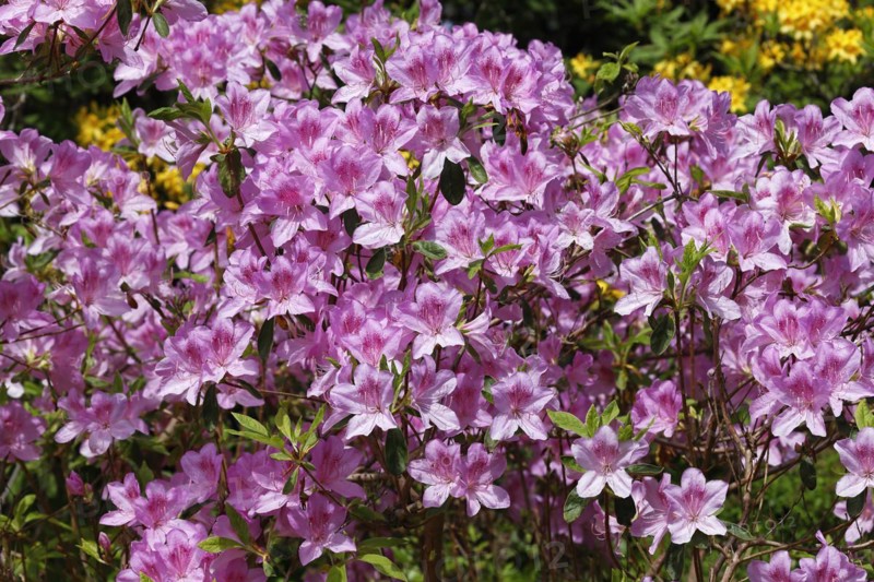 Rhododendron