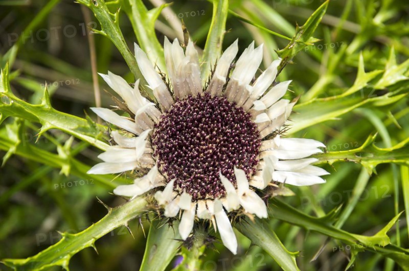 Flowering specimen of a silver thistle