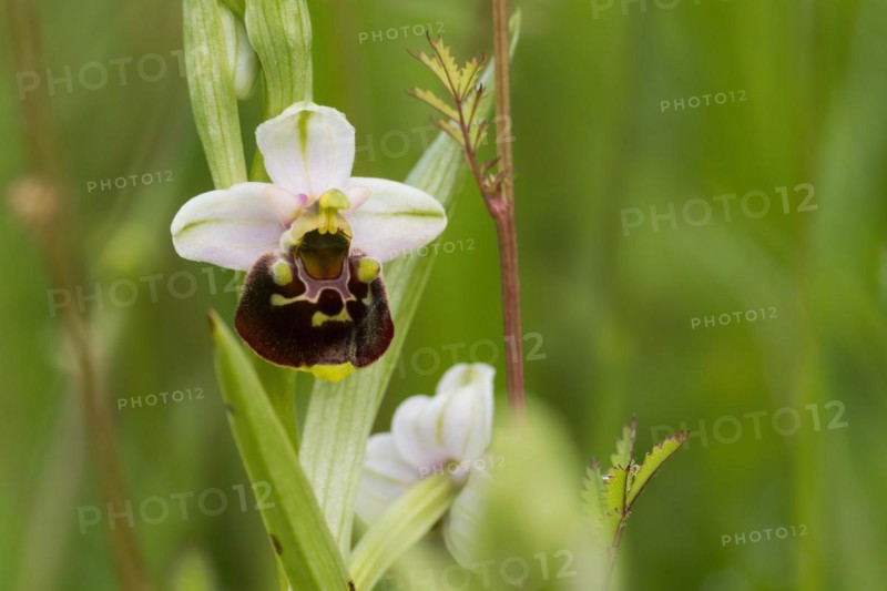 Flower of the late spider-orchid