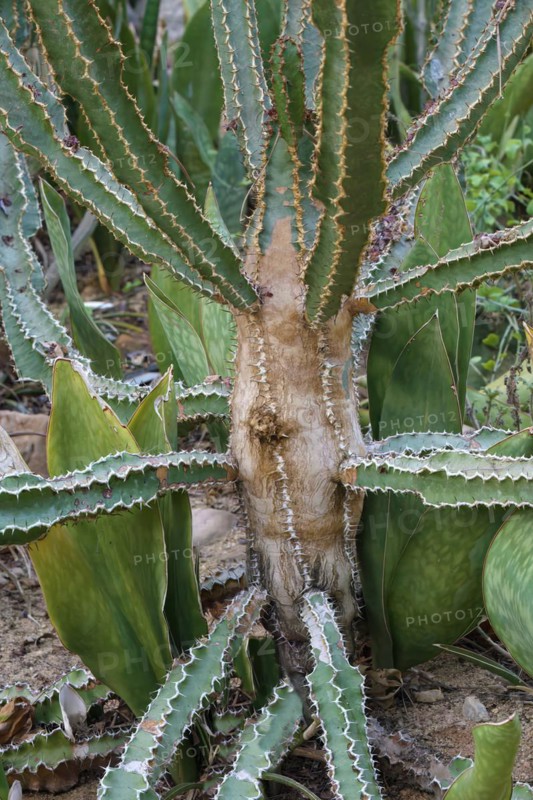 Sansevieria aethiopica