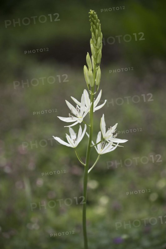 Grass lily