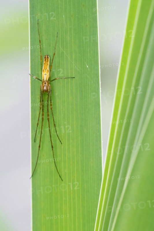 Common stretch-spider
