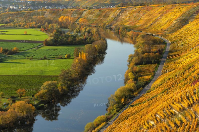 Vineyards on the Neckar in autumn