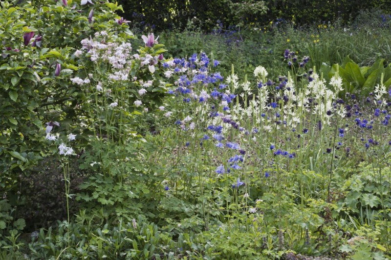Grass lilies