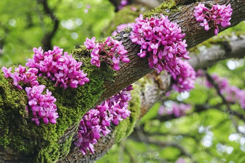 Judas Tree