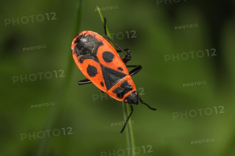 Fire bug